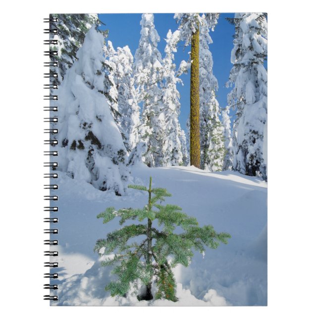 Snötäckt skog i Oregon Anteckningsbok (Framsidan)