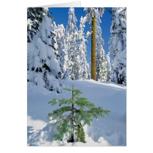 Snötäckt skog i Oregon Hälsningskort (Framsidan)