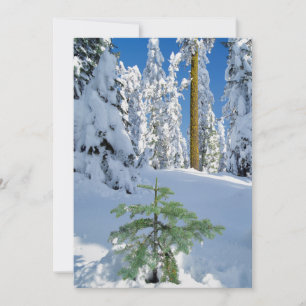 Snötäckt skog i Oregon Tack Kort