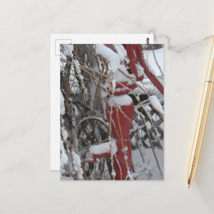 Snötäckt trädgårdsscen vykort