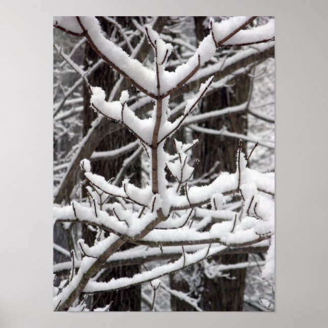 Snötäckta grenar poster (Framsidan)