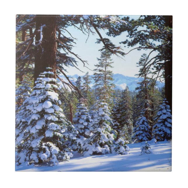 Snötäckta röda ädelgranar i High Sierra 2 Kakelplatta (Framsidan)