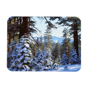 Snötäckta röda ädelgranar i High Sierra 2 Magnet