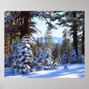 Snötäckta röda ädelgranar i High Sierra 2 Poster