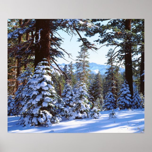 Snötäckta röda ädelgranar i High Sierra 2 Poster (Framsidan)