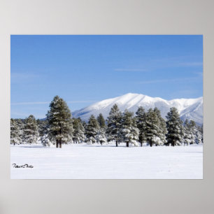 Snötäckta tallar & San Francisco-topparna Arizona Poster