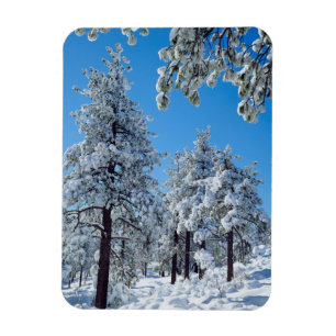 Snötäckta träd i Laguna Mountains Magnet