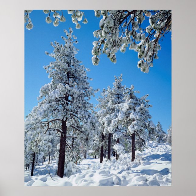 Snötäckta träd i Laguna Mountains Poster (Framsidan)