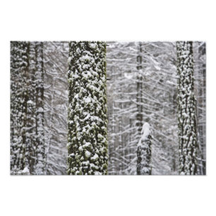 Snötäckta trädstammar i Yosemite-dalen - Fototryck