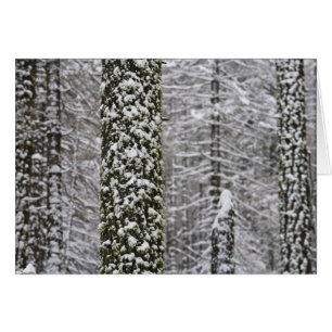 Snötäckta trädstammar i Yosemite-dalen - Hälsningskort