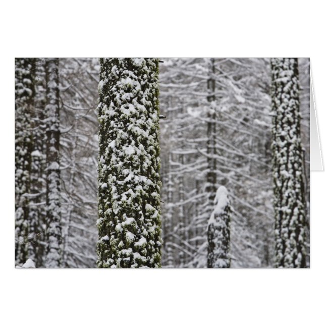 Snötäckta trädstammar i Yosemite-dalen - Hälsningskort (Framsidan Horizontal)