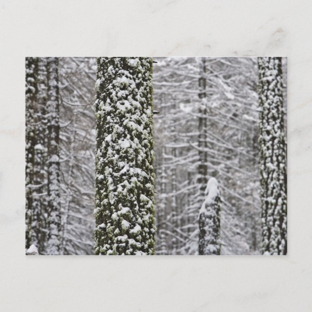 Snötäckta trädstammar i Yosemite-dalen - Vykort (Framsida)