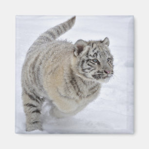 Snötiger Magnet