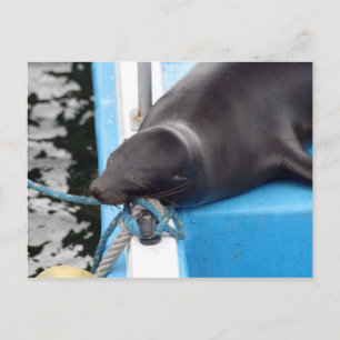 Snoting Galapagos Islands Lejona hav Vykort