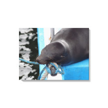 Snoting Galapagos Sea Lejon