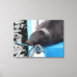 Snoting Galapagos Sea Lejon Canvastryck