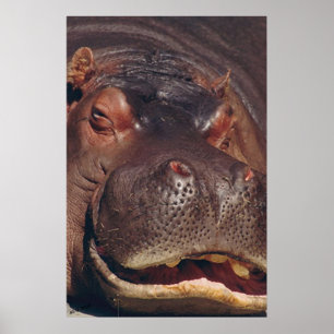 Snoting Hippopotamus Porträtt Poster