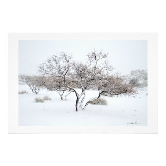 Snöträd av Sidharta Pascual Fototryck