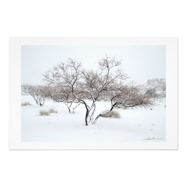 Snöträd av Sidharta Pascual Fototryck (Framsidan)