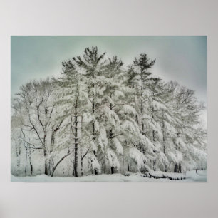 Snöträd   HDR Poster