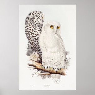 snöuggla (1832–1837) poster