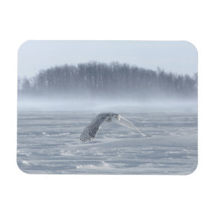 Snöuggla flygande på vintern magnet
