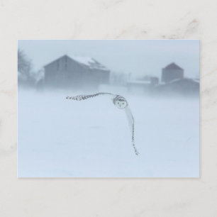 Snöuggla i flykt på vintern vykort