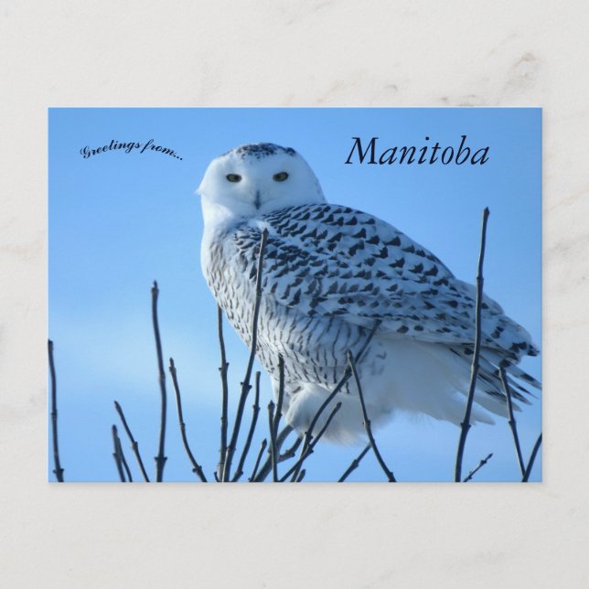 Snöuggla i Manitoba Kanada Vykort (Framsida)