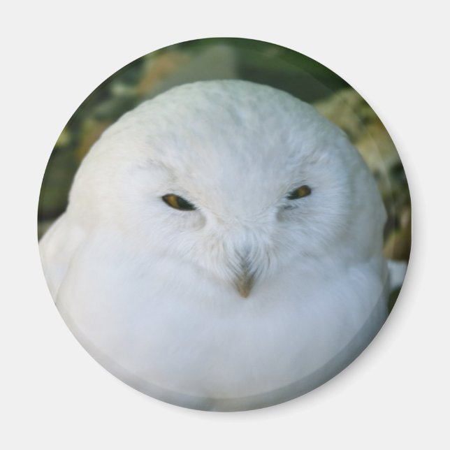 Snöuggla Magnet (Framsidan)