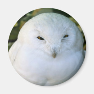Snöuggla Magnet