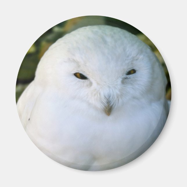 Snöuggla Magnet (Framsidan)