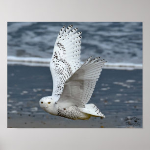 Snöuggla på stranden poster