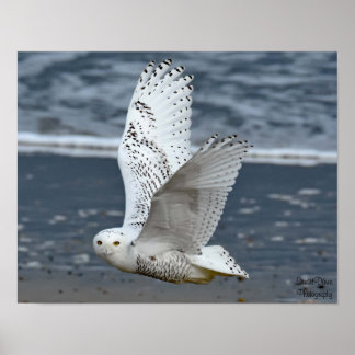 Snöuggla på stranden poster