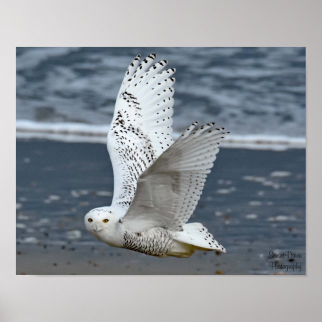 Snöuggla på stranden  poster (Framsidan)