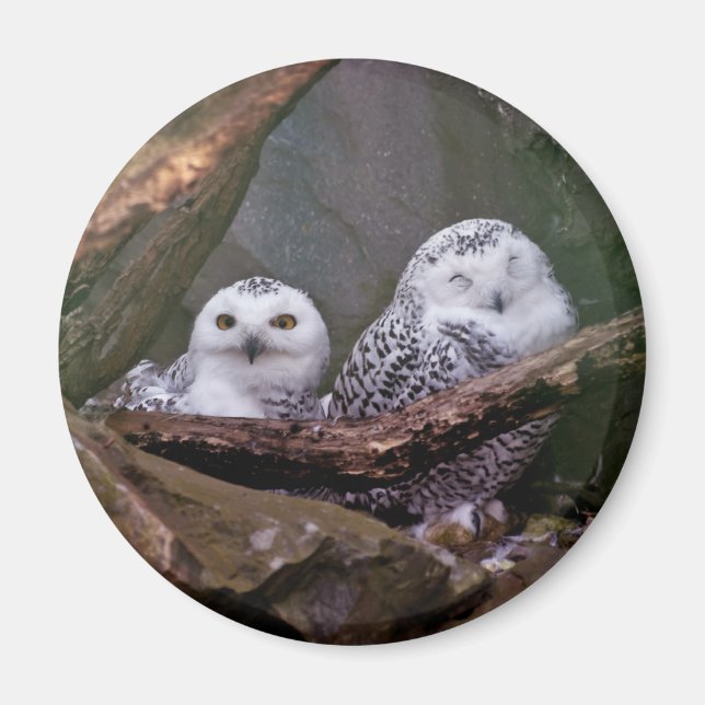 Snöuggla Par Skogs Vilda Natur Konst Magnet (Framsidan)