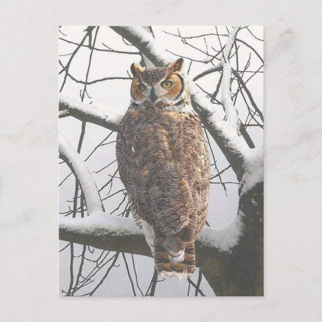 Snöuggla postkort vykort (Framsida)