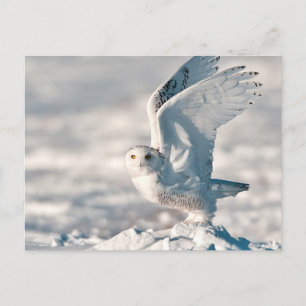 Snöuggla som lyfter från snö vykort
