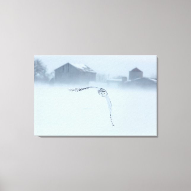 Snöuggla under flykt på vintern canvastryck (Framsida)