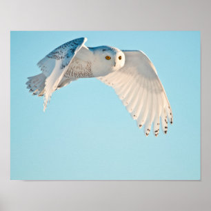 Snöuggla under flykt poster
