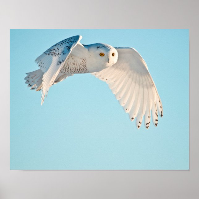 Snöuggla under flykt poster (Framsidan)