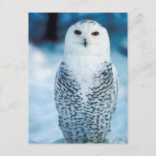 Snöuggla Vykort