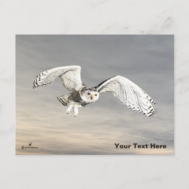 Snöuggla Vykort (Framsida)