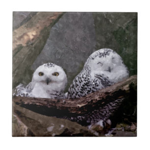 Snöugglorpar Träland Vilda Djur Konst Kakelplatta