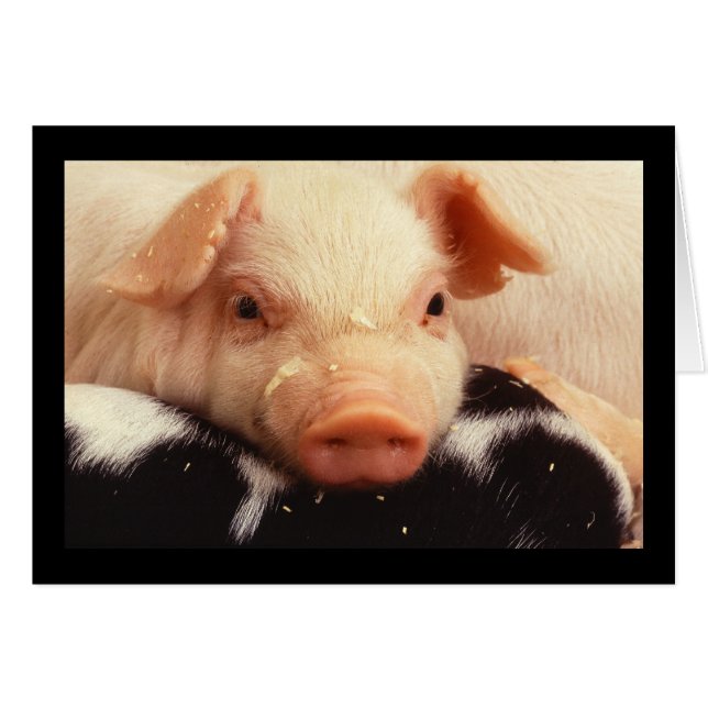 Snout av Piglet Gris Adsible Ansikte OBS Kort (Framsidan Horizontal)