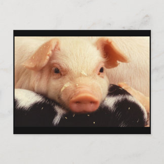 Snout av Piglet Gris Adsible Ansikte Vykort