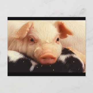 Snout av Piglet Gris Adsible Ansikte Vykort