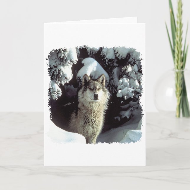 Snövargvarger Kort (Framsida)