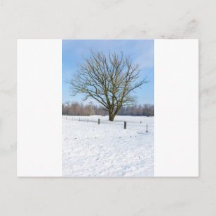 Snövlandskap med träd och blå himmel vykort