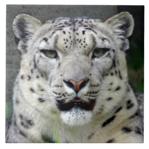 snow-leopard10x10 kakelplatta