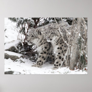 Snow Leopard Brothers Walking Poster